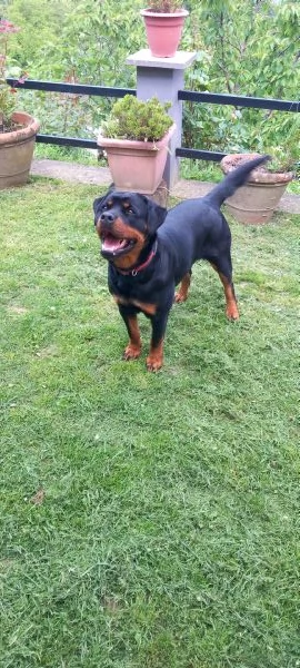 Regalasi cane Rottwailer femmina di 3 anni  | Foto 2