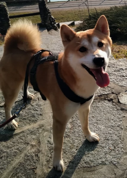 Shiba Inu maschio 8 anni 