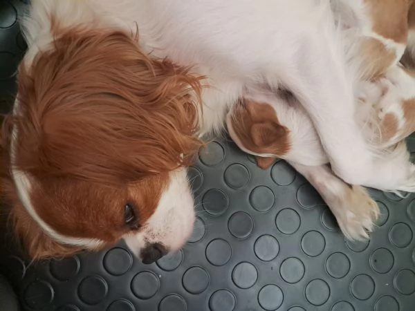 Cuccioli Cavalier King Blenheim | Foto 1