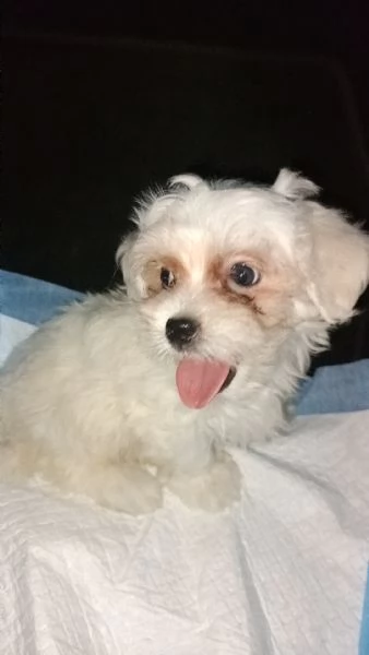 Maltese 