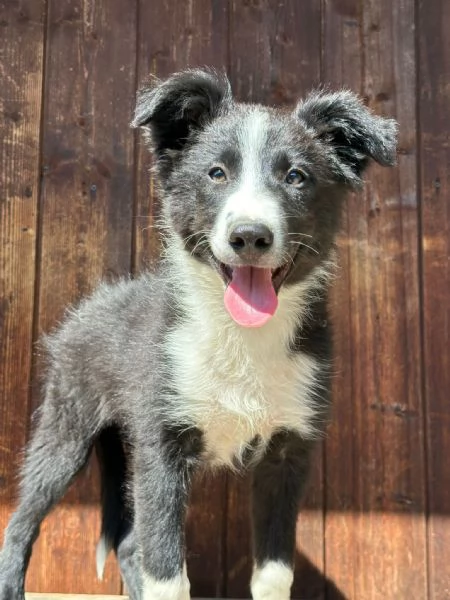 cuccioli di Bordercollie puri senza pedigree | Foto 0