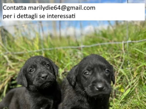 Cuccioli di Labrador in vendita