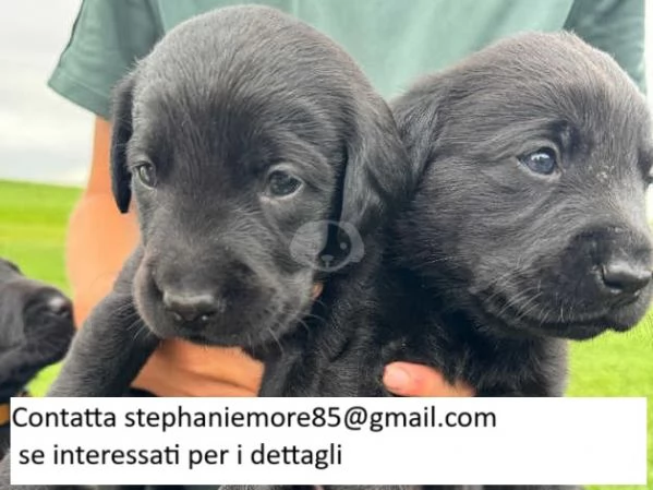 6 bellissimi cuccioli di Labrador