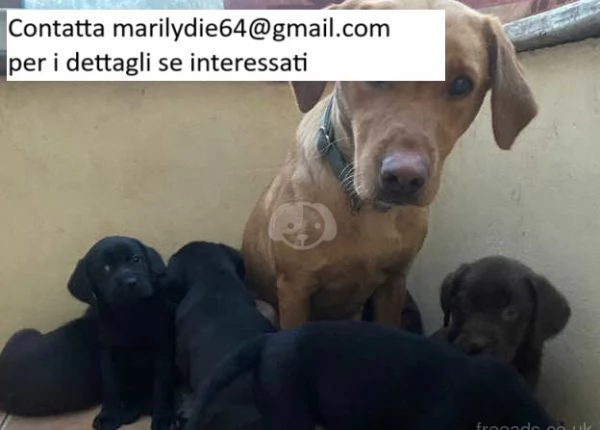 Meravigliosi cuccioli di Labrador nero