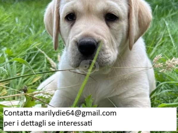 Labrador da lavoro in vendita cuccioli