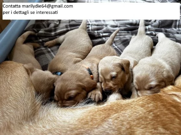 4 cuccioli di Labrador retriever