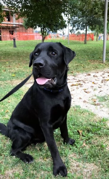 CUCCIOLI LABRADOR CON PEDIGREE | Foto 4