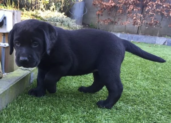 CUCCIOLI LABRADOR CON PEDIGREE | Foto 3