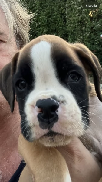 cuccioli BOXER