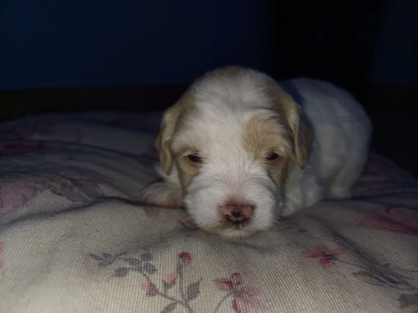 Vendita cuccioli  maltipoo 