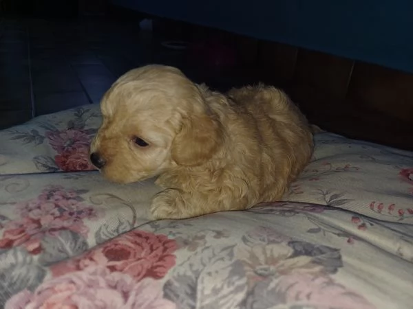 Vendita cuccioli  maltipoo  | Foto 3