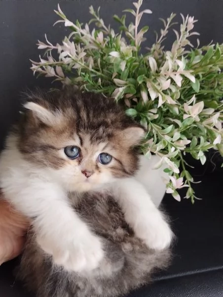 Cucciola femmina di persiano normotipo  | Foto 1