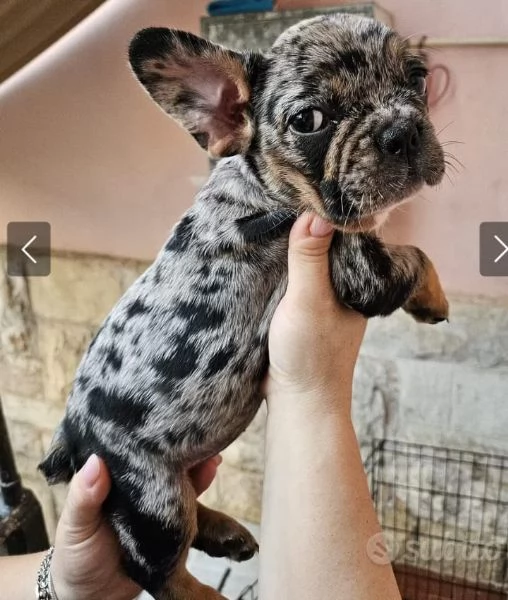 Cuccioli di bulldog francese 