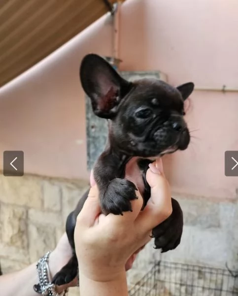 Cuccioli di bulldog francese  | Foto 1