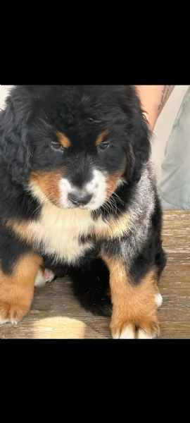 Splendidi cuccioli di bovaro del bernese