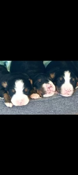 Splendidi cuccioli di bovaro del bernese | Foto 6