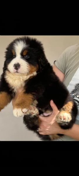 Splendidi cuccioli di bovaro del bernese | Foto 5