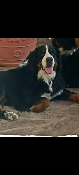 Splendidi cuccioli di bovaro del bernese | Foto 3