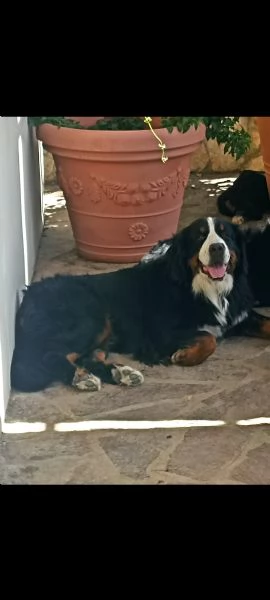 Splendidi cuccioli di bovaro del bernese | Foto 2