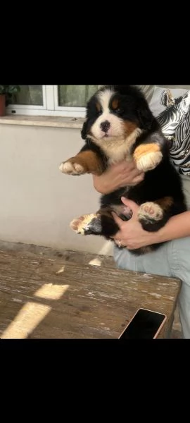 Splendidi cuccioli di bovaro del bernese | Foto 1