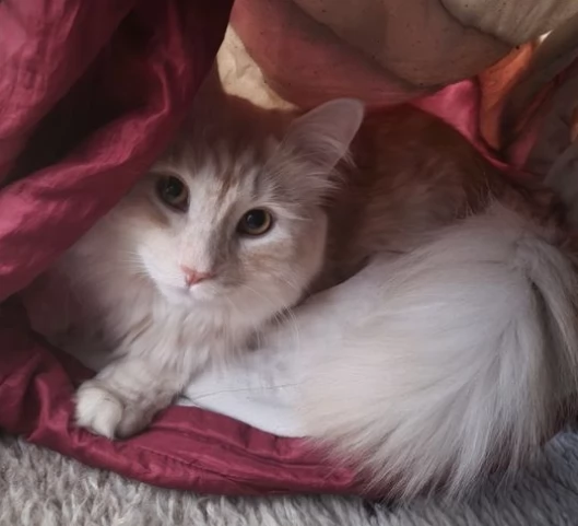 Bellissimi cuccioli gatti maine coon maschio e femmina