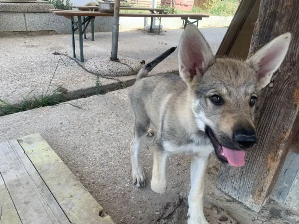 Cuccioli lupo cecoslovacco  | Foto 3