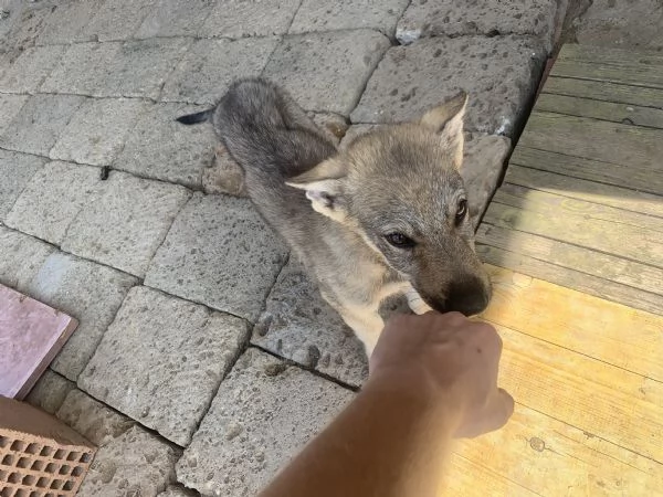 Cuccioli lupo cecoslovacco  | Foto 1