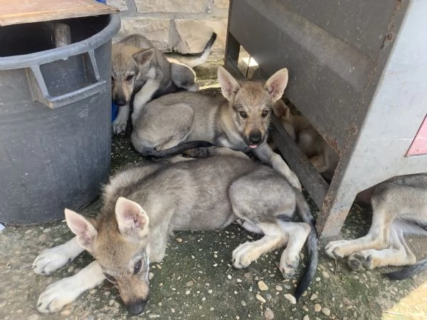 Cuccioli lupo cecoslovacco  | Foto 0