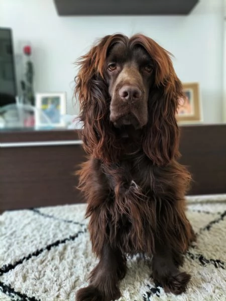 cercasi femmina cocker spaniel inglese 