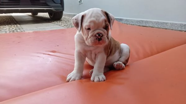 Cuccioli bulldog inglese in vendita | Foto 3