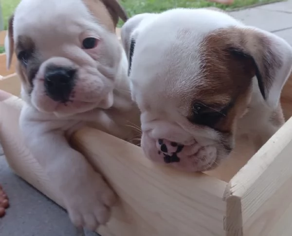 Cuccioli bulldog inglese in vendita | Foto 1