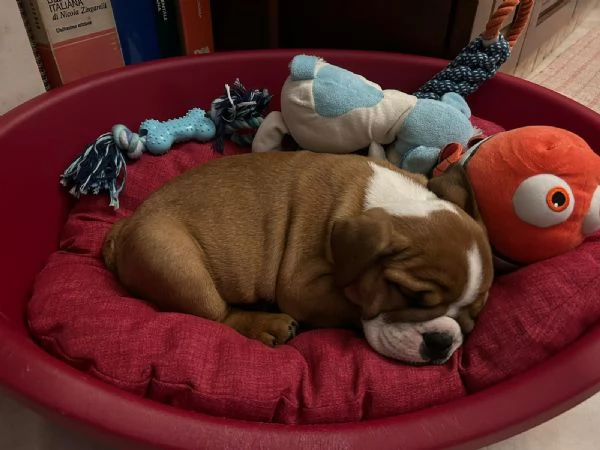 Cuccioli bulldog inglese in vendita | Foto 0