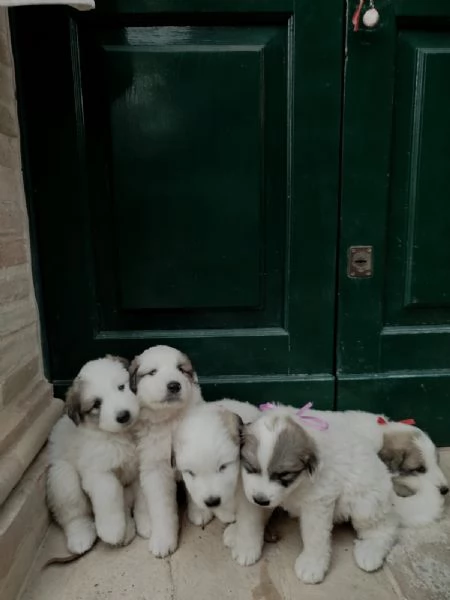 Cuccioli di cane da montagna dei Pirenei  | Foto 0