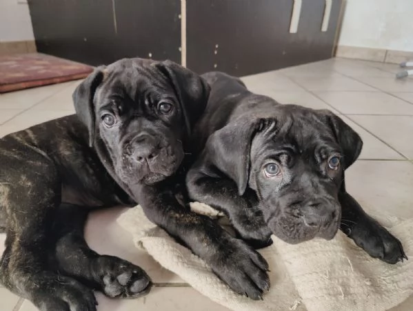 Cuccioli cane corso 