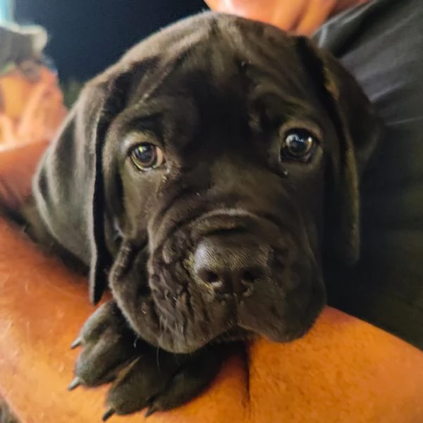 Cuccioli cane corso  | Foto 5