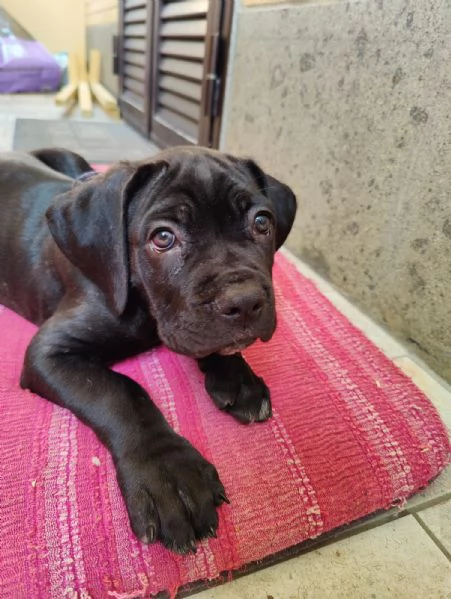 Cuccioli cane corso  | Foto 1