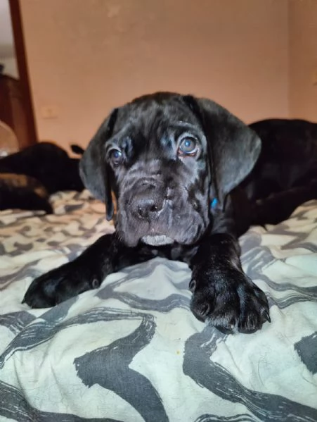 Cuccioli cane corso  | Foto 0