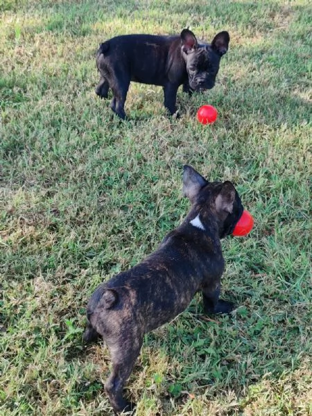 Cuccioli di Bulldog Francese | Foto 3