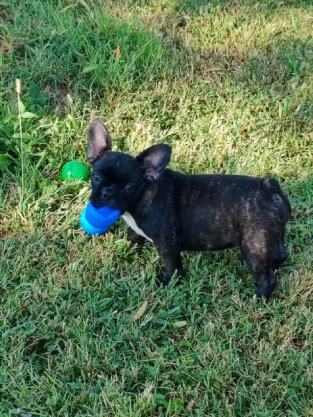 Cuccioli di Bulldog Francese | Foto 2