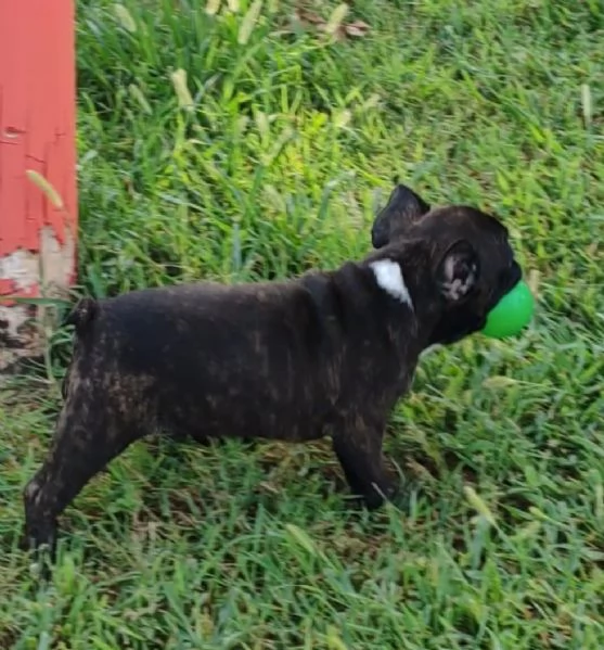 Cuccioli di Bulldog Francese | Foto 1