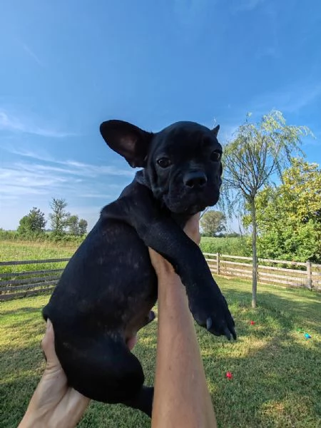 Cuccioli di Bulldog Francese | Foto 0