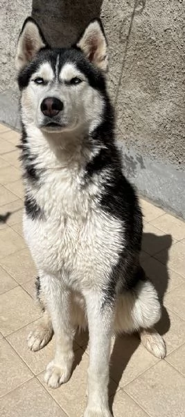 Cuccioli di Siberian Husky  | Foto 6