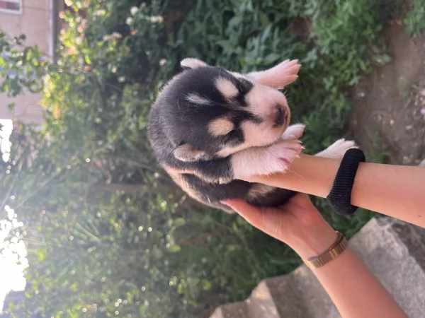 Cuccioli di Siberian Husky  | Foto 0