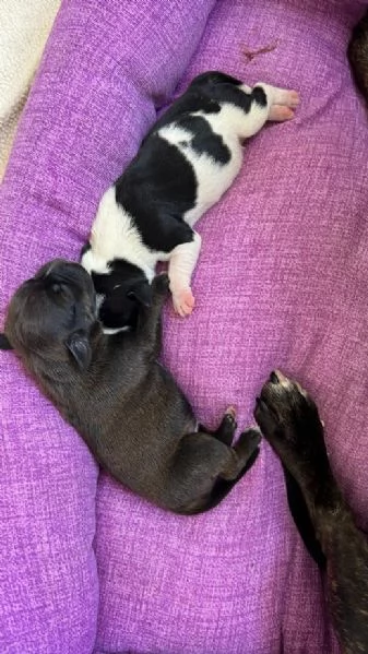 Cuccioli di Staffordshire bull terrier 1 maschio e 3 femmine  | Foto 4