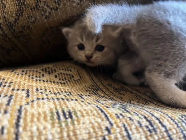 Cuccioli di Scottish Fold e Straight | Foto 1