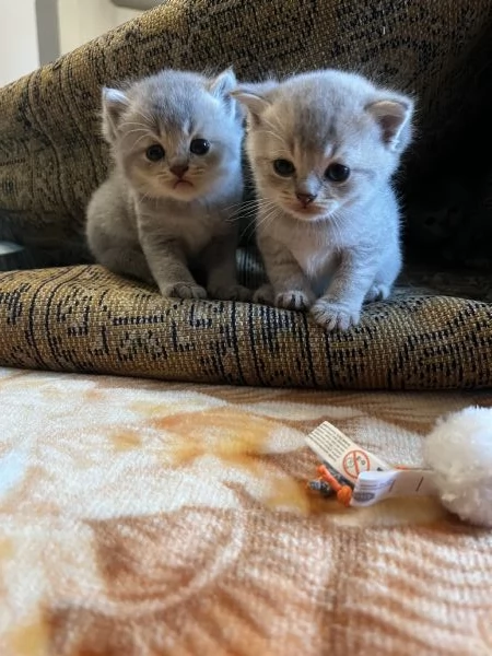 Cuccioli di Scottish Fold e Straight | Foto 0