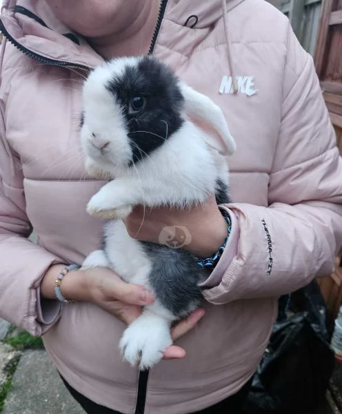 Coniglio femmina mini lops | Foto 0