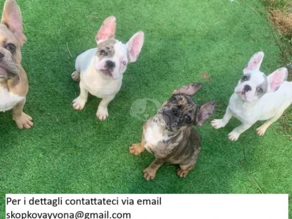 Cachorros de bulldog francs