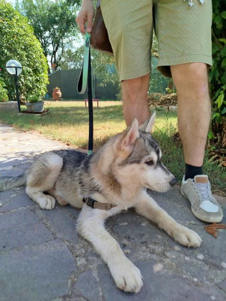 Cuccioli di Siberian Husky grigio