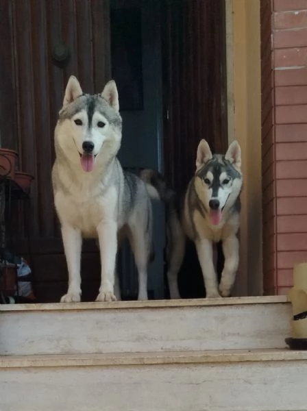 Cuccioli di Siberian Husky grigio | Foto 2